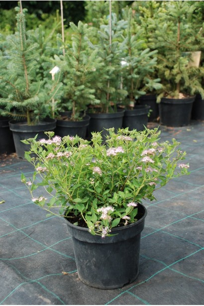 Спірея японська Літл Принцесс (рожева) - 3л/вис.15-20см/Ø25-30см